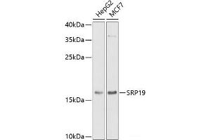 Western blot analysis of extracts of various cell lines using SRP19 Polyclonal Antibody at dilution of 1:1000. (SRP19 antibody)