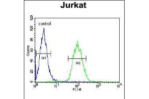 Flow cytometric analysis of Jurkat cells (right histogram) compared to a negative control cell (left histogram). (ALAD antibody  (C-Term))