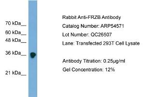 Western Blotting (WB) image for anti-Frizzled-Related Protein (FRZB) (Middle Region) antibody (ABIN2785778)
