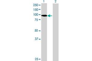 Western Blot analysis of PTPN22 expression in transfected 293T cell line by PTPN22 MaxPab polyclonal antibody. (PTPN22 antibody  (AA 1-752))