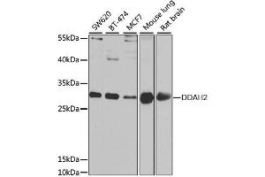 Western blot analysis of extracts of various cell lines, using DDAH2 antibody. (DDAH2 antibody  (AA 1-285))