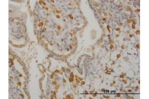 Immunoperoxidase of monoclonal antibody to HCLS1 on formalin-fixed paraffin-embedded human placenta. (HCLS1 antibody  (AA 266-355))