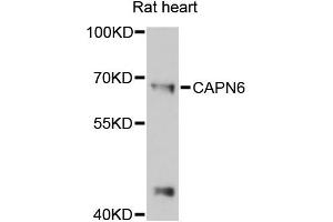 Western blot analysis of extracts of rat heart, using CAPN6 antibody (ABIN6290227) at 1:3000 dilution.