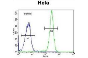 Flow cytometric analysis of Hela cells using HYAL2 Antibody (C-term) Cat.