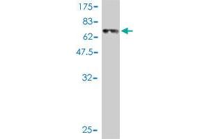 Western Blot detection against Immunogen (67. (Renin antibody  (AA 24-406))