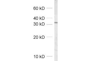 dilution: 1 : 1000, sample: crude synaptosomal fraction of rat brain (P2) (NAPG antibody  (AA 2-185))