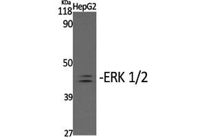 Western Blotting (WB) image for anti-Mitogen-Activated Protein Kinase 1/3 (MAPK1/3) (pTyr204) antibody (ABIN5960952) (ERK1/2 antibody  (pTyr204))