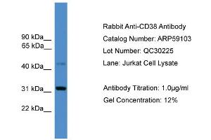 WB Suggested Anti-CD38  Antibody Titration: 0. (CD38 antibody  (C-Term))