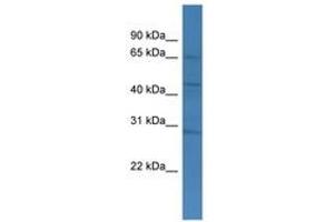 Image no. 1 for anti-Transmembrane and Coiled-Coil Domains 4 (TMCO4) (AA 355-404) antibody (ABIN6746423) (TMCO4 antibody  (AA 355-404))