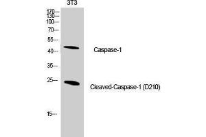 Western Blot analysis of NIH-3T3 cells using Cleaved-CASP1 (D210) Polyclonal Antibody at dilution of 1:1000. (Caspase 1 antibody  (Cleaved-Asp210))