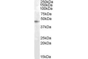 ABIN334475 (1µg/ml) staining of HepG2 cell lysate (35µg protein in RIPA buffer). (RASSF6 antibody  (Internal Region))