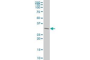 PDGFC polyclonal antibody (A01), Lot # 050926JC01 Western Blot analysis of PDGFC expression in 293 . (PDGFC antibody  (AA 236-345))