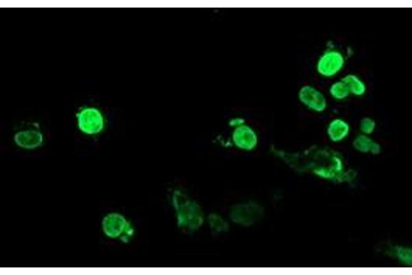 FOXI1 antibody  (AA 111-350)