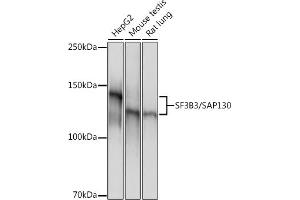 Western blot analysis of extracts of various cell lines, using SF3B3/S Rabbit mAb (ABIN7270544) at 1:1000 dilution. (SF3B3 antibody)