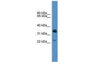 Image no. 1 for anti-Synaptoporin (SYNPR) (AA 91-140) antibody (ABIN6746589) (Synaptoporin antibody  (AA 91-140))