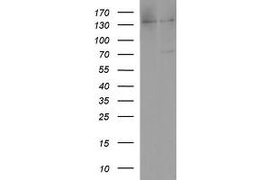 Western Blotting (WB) image for anti-Albumin (ALB) (AA 19-609) antibody (ABIN2715870) (Albumin antibody  (AA 19-609))