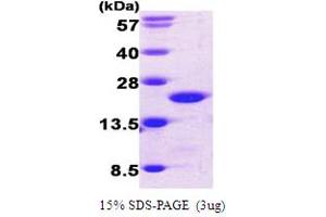 SDS-PAGE (SDS) image for Cofilin 1 (CFL1) (AA 1-166) protein (His tag) (ABIN666701)