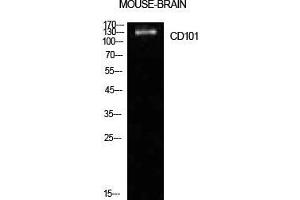 Western Blot (WB) analysis of Mouse Brain cells using CD101 Polyclonal Antibody. (CD101 antibody  (Internal Region))
