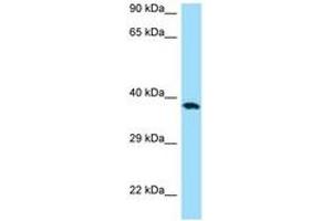 Image no. 1 for anti-CD276 (CD276) (C-Term) antibody (ABIN6748474)