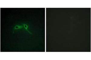 Immunofluorescence analysis of HepG2 cells, using NF1 Antibody. (Neurofibromin 1 antibody  (AA 1551-1600))
