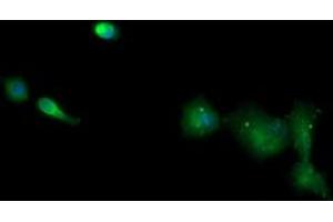 Immunofluorescence (IF) image for anti-T-cell surface glycoprotein CD1c (CD1C) antibody (ABIN1497190) (CD1c antibody)