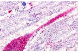 Image no. 1 for anti-G Protein-Coupled Receptor 173 (GPR173) (Transmembrane Domain) antibody (ABIN1048760) (GPR173 antibody  (Transmembrane Domain))