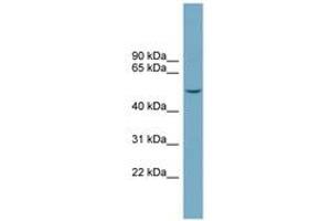 Image no. 1 for anti-Family with Sequence Similarity 98, Member A (FAM98A) (AA 323-372) antibody (ABIN6743817) (FAM98A antibody  (AA 323-372))