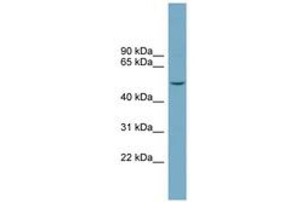 FAM98A antibody  (AA 323-372)
