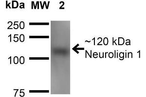 Western Blot analysis of Mouse Brain Membrane showing detection of ~120 kDa Neuroligin 1 protein using Mouse Anti-Neuroligin 1 Monoclonal Antibody, Clone S97A-31 . (Neuroligin 1 antibody  (AA 718-843) (FITC))