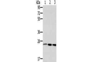 Western Blotting (WB) image for anti-RAB8A, Member RAS Oncogene Family (RAB8A) antibody (ABIN2435260)