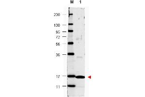 Image no. 1 for anti-Interleukin 17A (IL17A) antibody (ABIN401100) (Interleukin 17a antibody)