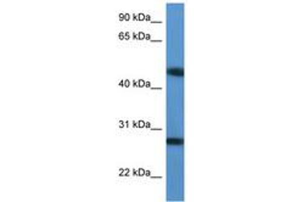 TM2D2 antibody  (AA 97-146)