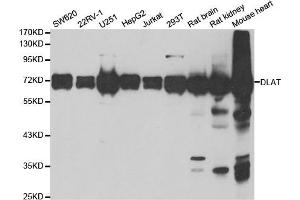 Western Blotting (WB) image for anti-Dihydrolipoyl Transacetylase (DLAT) antibody (ABIN1980304) (DLAT antibody)