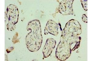 Immunohistochemistry of paraffin-embedded human placenta tissue using ABIN7161950 at dilution of 1:100
