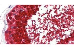 Immunohistochemistry of paraffin-embedded Testis tissue using ASPN Polyclonal Antibody at dilution of 1:60 . (Asporin antibody)