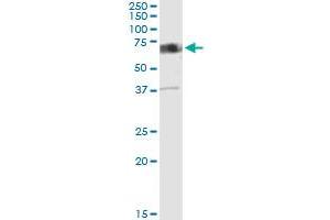 Immunoprecipitation of CAMKK2 transfected lysate using anti-CAMKK2 MaxPab rabbit polyclonal antibody and Protein A Magnetic Bead , and immunoblotted with CAMKK2 purified MaxPab mouse polyclonal antibody (B01P) . (CAMKK2 antibody  (AA 1-541))