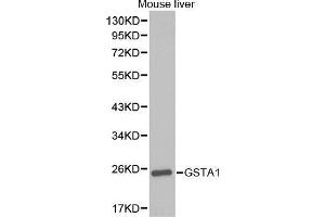 Western Blotting (WB) image for anti-Glutathione S-Transferase alpha 1 (GSTA1) (AA 1-222) antibody (ABIN3022279) (GSTA1 antibody  (AA 1-222))