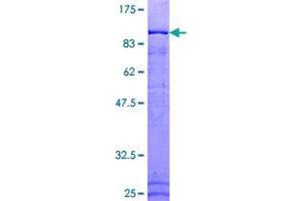 ANAPC5 Protein (AA 1-755) (GST tag)