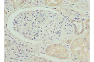 Immunohistochemistry of paraffin-embedded human kidney tissue using ABIN7162309 at dilution of 1:100 (Osteocalcin antibody  (AA 52-100))