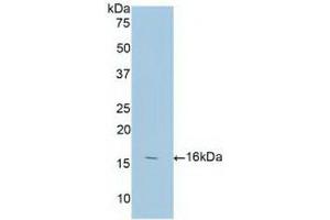 Detection of Recombinant ANXA3, Human using Polyclonal Antibody to Annexin A3 (ANXA3) (Annexin A3 antibody  (AA 190-312))