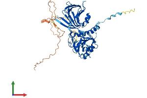 AlphaFold protein structure predicition of Human Recombinant NADK Protein, UniprotID O95544 (NADK Protein (AA 1-446) (His tag))