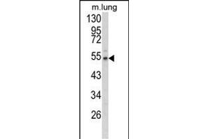 FBLN3 antibody  (N-Term)