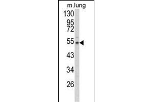 Western blot analysis of EFE Antibody (N-term) (ABIN653039 and ABIN2842653) in mouse lung tissue lysates (35 μg/lane).