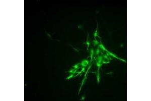 Immunofluorescence (IF) image for anti-Nestin (NES) antibody (ABIN2452056)