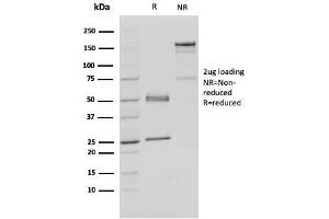 SDS-PAGE (SDS) image for anti-Fas (TNFRSF6) Associated Factor 1 (FAF1) antibody (ABIN6939120)