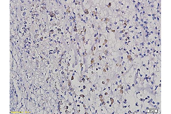 HOXB8 antibody  (AA 11-110)