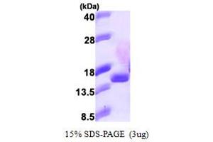 SDS-PAGE (SDS) image for Eukaryotic Translation Initiation Factor 1B (EIF1B) (AA 1-113) protein (His tag) (ABIN667384) (EIF1B Protein (AA 1-113) (His tag))