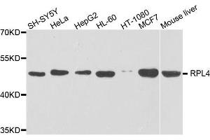Western blot analysis of extracts of various cell lines, using RPL4 antibody.