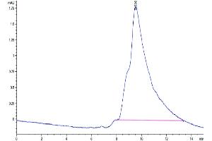 The purity of Cynomolgus/Rhesus macaque DKK1 is greater than 95 % as determined by SEC-HPLC. (DKK1 Protein (AA 32-266) (His tag))