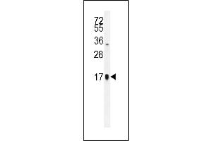 TSH-alpha Antibody (C-term) (ABIN655867 and ABIN2845273) western blot analysis in HepG2 cell line lysates (35 μg/lane).